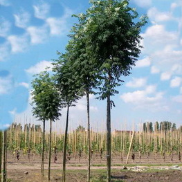 Рябина обыкновенная Фингерпринт (Sorbus aucuparia 'Fingerprint')