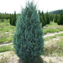 Можжевельник скальный Мунглоу (Juniperus scopulorum 'Moonglow') Экстра