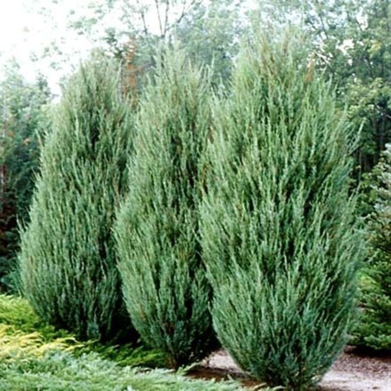 Можжевельник скальный Скайрокет (Juniperus scopulorum 'Skyrocket') Экстрра