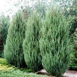 Можжевельник скальный Скайрокет (Juniperus scopulorum 'Skyrocket') Экстрра
