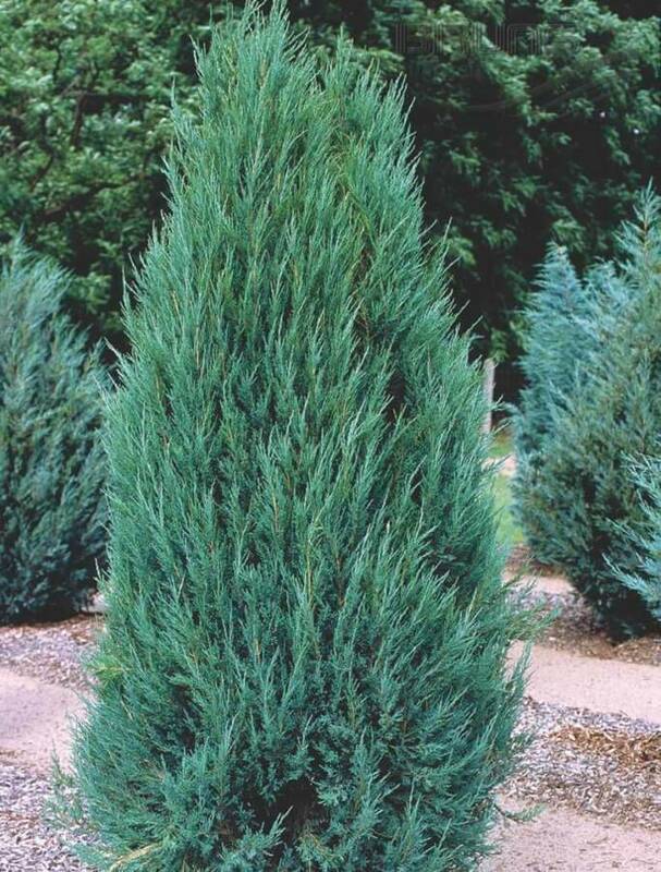 Можжевельник скальный Блю Эрроу (Juniperus scopulorum 'Blue Arrow') Экстра