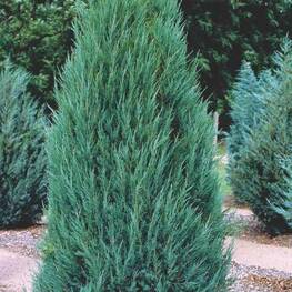 Можжевельник скальный Блю Эрроу (Juniperus scopulorum 'Blue Arrow') Экстра
