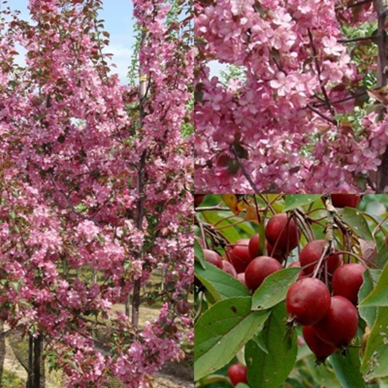 Яблоня декоративная Маковецкиана (Malus 'Makowieckiana')
