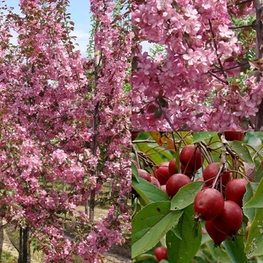 Яблоня декоративная Маковецкиана (Malus 'Makowieckiana')