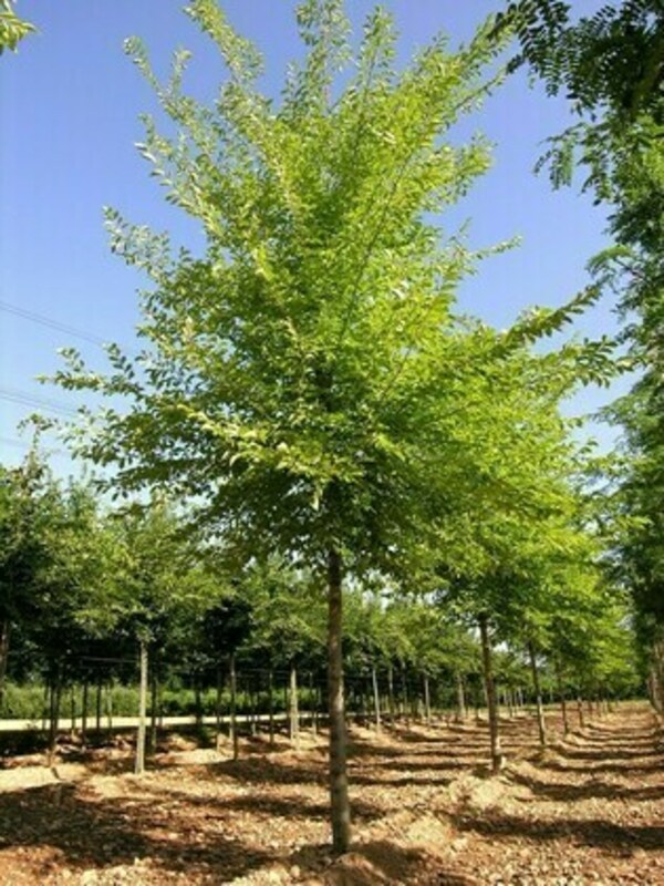 Вяз резиста Ребона (Ulmus 'Rebona')