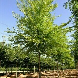 Вяз резиста Ребона (Ulmus 'Rebona')