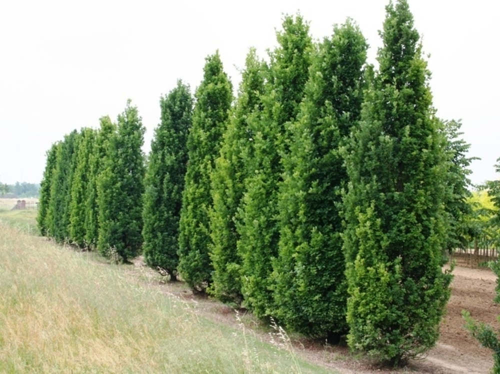 Дуб австрийский (Quercus cerris)
