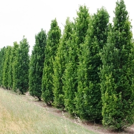 Дуб австрийский (Quercus cerris)