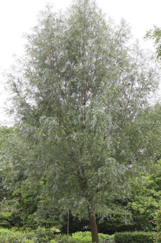 Ива белая Лимпде (Salix alba 'Liempde')