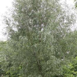 Ива белая Лимпде (Salix alba 'Liempde')