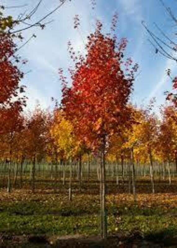 Клен Норвегиан Сансет (Acer 'Norwegian Sunset')