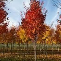 Клен Норвегиан Сансет (Acer 'Norwegian Sunset')