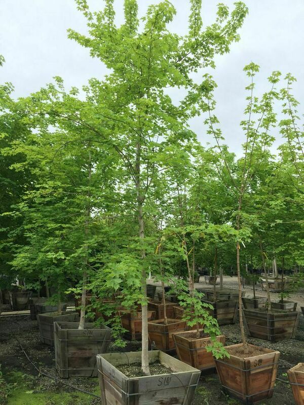 Клен Пасифик Сансет (Acer 'Pacific Sunset')