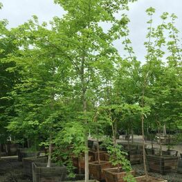 Клен Пасифик Сансет (Acer 'Pacific Sunset')