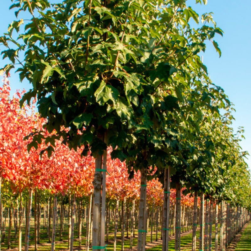 Клен ложноплатановый Брухем (Acer pseudoplatanus 'Bruchem')