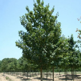 Клен полевой Элсрейк (Acer campestre 'Elsrijk')