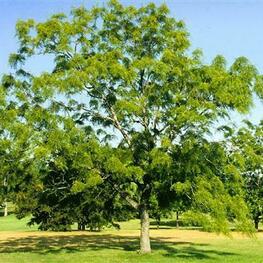 Орех черный (Juglans nigra)