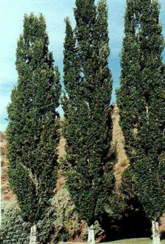 Тополь гибридный Де Моффарт (Populus x canadensis 'De Moffart')