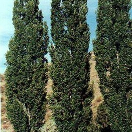 Тополь гибридный Де Моффарт (Populus x canadensis 'De Moffart')