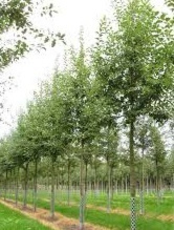 Яблоня декоративная Баттерболл (Malus 'Butterball')