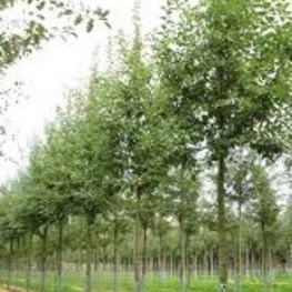 Яблоня декоративная Баттерболл (Malus 'Butterball')