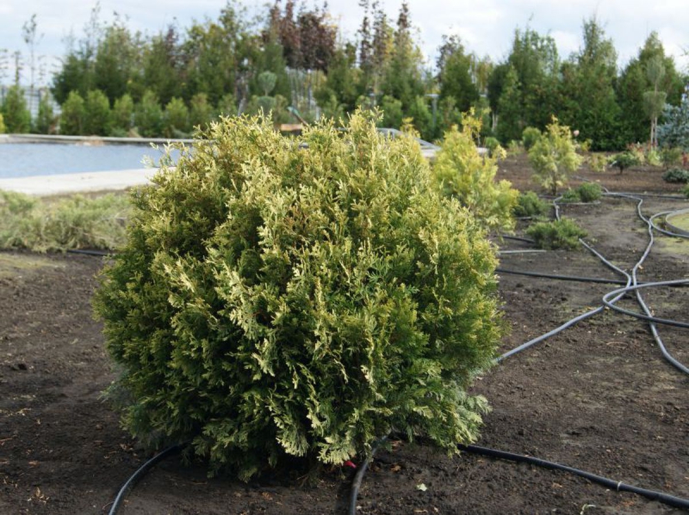 Туя западная Столвик (Thuja occidentalis 'Stolwijk')