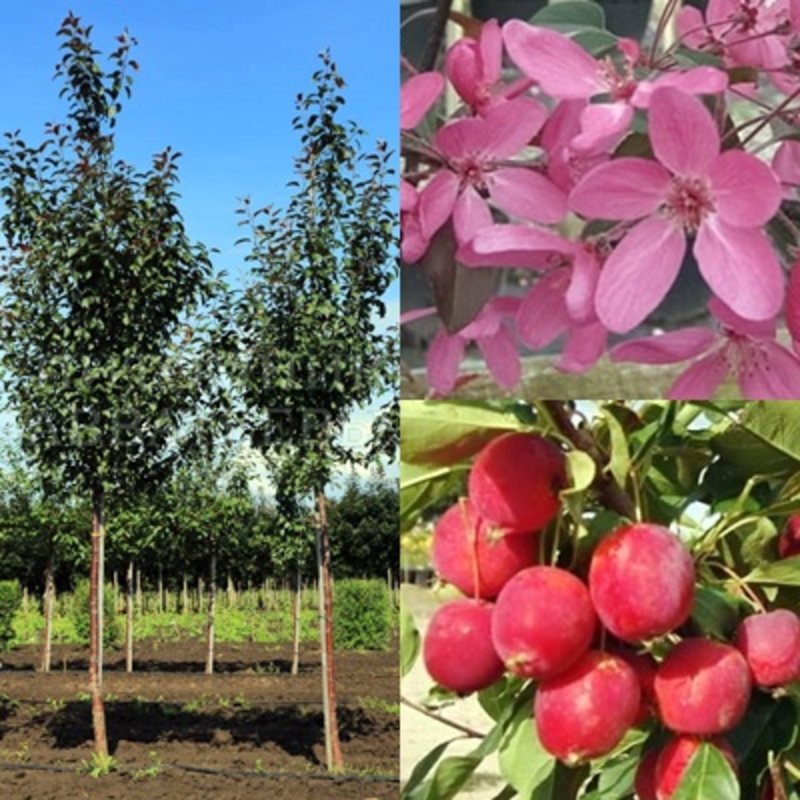 Яблоня декоративная Мокум (Malus 'Mokum')
