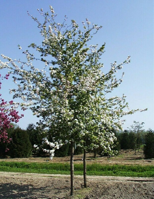 Яблоня декоративная Винтерголд (Malus 'Wintergold')