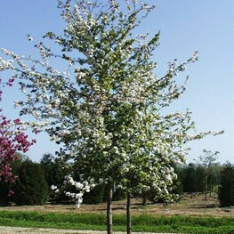 Яблоня декоративная Винтерголд (Malus 'Wintergold')