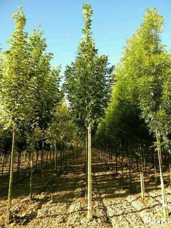 Ясень американский Скайлайн (Fraxinus americana 'Skyline')