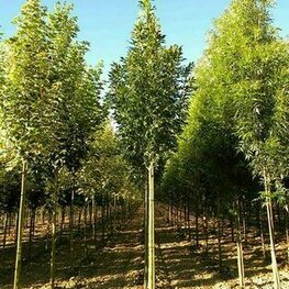 Ясень американский Скайлайн (Fraxinus americana 'Skyline')