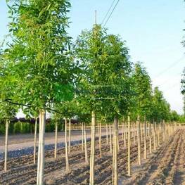 Ясень обыкновенный Алтена (Fraxinus excelsior 'Altena')