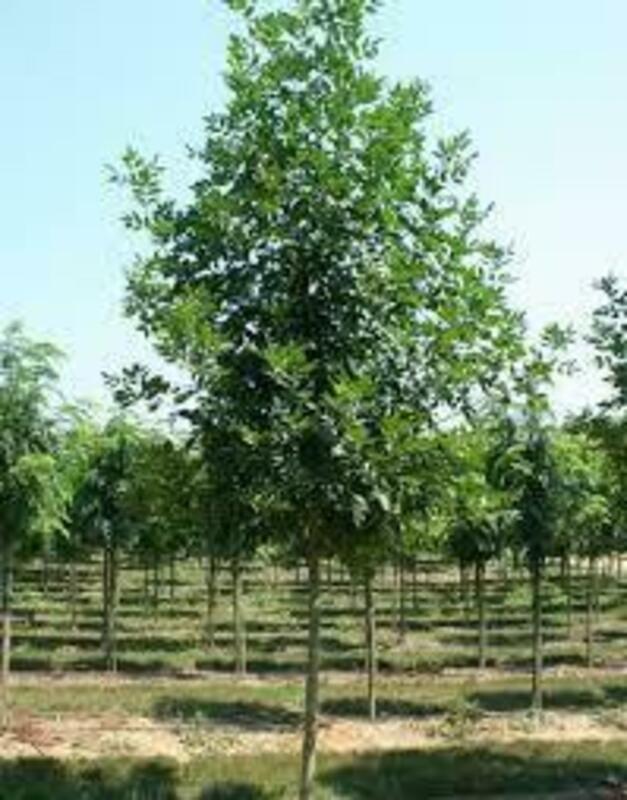 Ясень пенсильванский Саммит (Fraxinus pennsylvanica 'Summit')