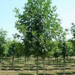 Ясень пенсильванский Саммит (Fraxinus pennsylvanica 'Summit')