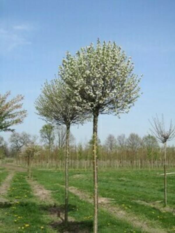 Вишня птичья (Prunus avium)