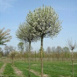 Вишня птичья (Prunus avium)