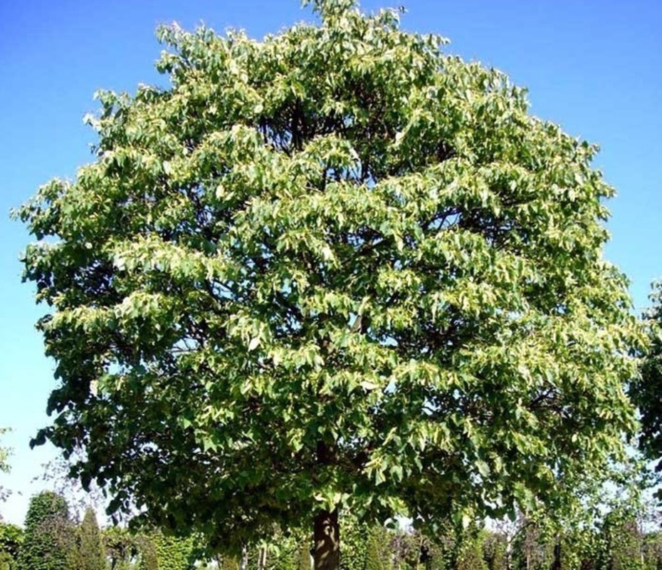 Липа мелколистная Грин Глоб (Tilia cordata 'Green Globe')