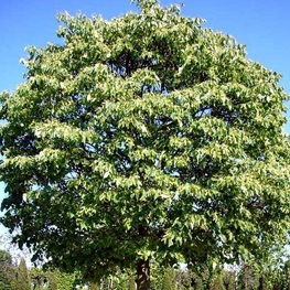 Липа мелколистная Грин Глоб (Tilia cordata 'Green Globe')