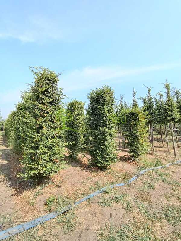 Граб обыкновенный (Carpinus betulus)