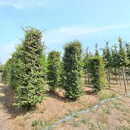 Граб обыкновенный (Carpinus betulus)