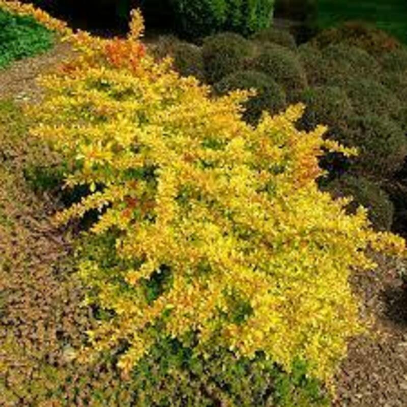 Барбарис Тунберга Диаболикум (Berberis thunbergii 'Diabolicum')