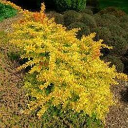 Барбарис Тунберга Диаболикум (Berberis thunbergii 'Diabolicum')