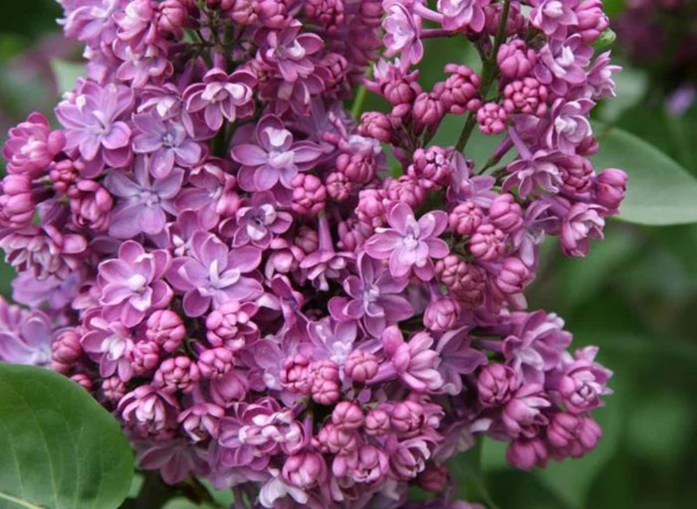 Сирень обыкновенная Колхозница (Syringa vulgaris 'Kolkhoznitsa')