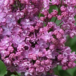 Сирень обыкновенная Колхозница (Syringa vulgaris 'Kolkhoznitsa')