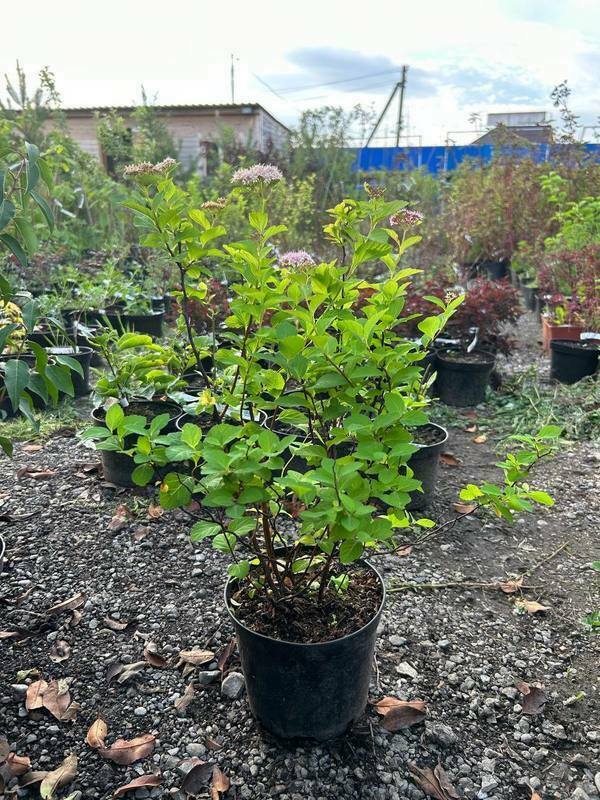 Спирея густоцветковая Денсифлора (Spiraea densiflora 'Densiflora')