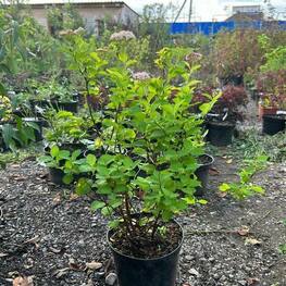 Спирея густоцветковая Денсифлора (Spiraea densiflora 'Densiflora')