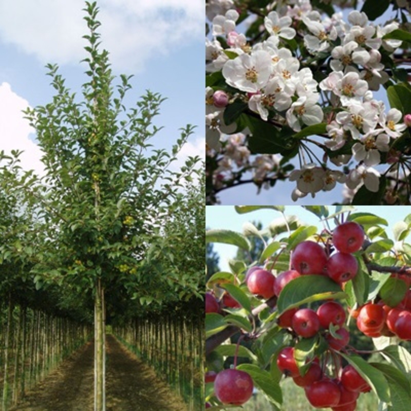 Яблоня декоративная Ред Сентинел (Malus 'Red Sentinel')