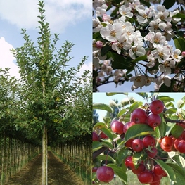 Яблоня декоративная Ред Сентинел (Malus 'Red Sentinel')