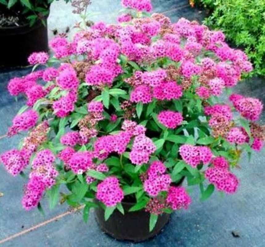 Спирея японская Неон Флэш (Spiraea japonica 'Neon Flash')