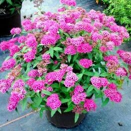 Спирея японская Неон Флэш (Spiraea japonica 'Neon Flash')